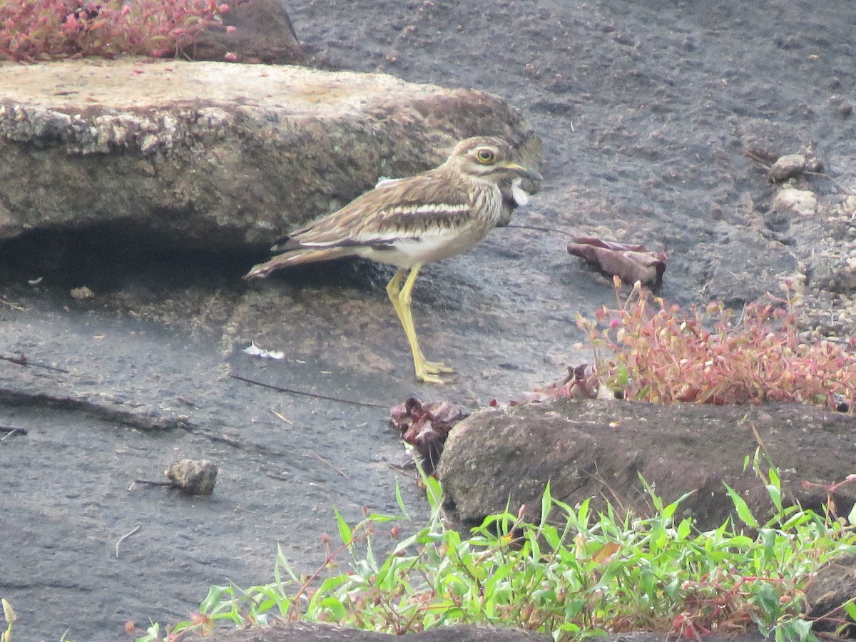 Indian Thick-knee - ML272884801