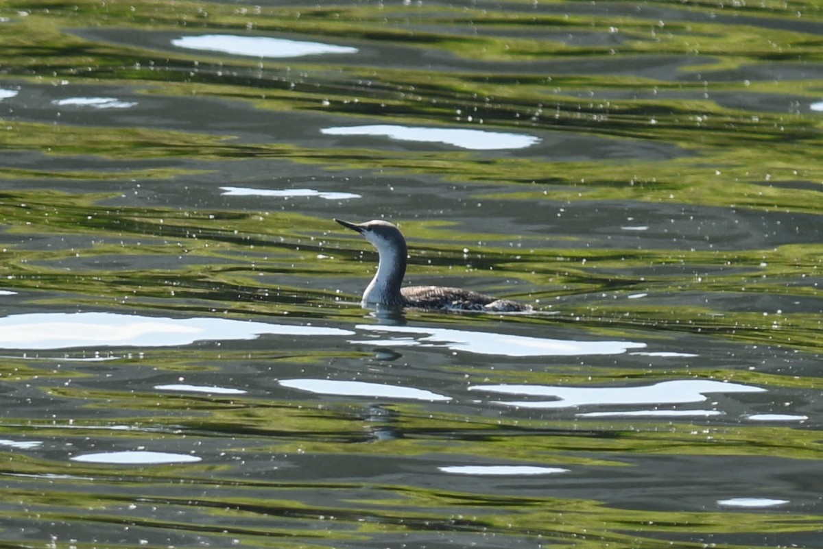 Red-throated Loon - ML27288551