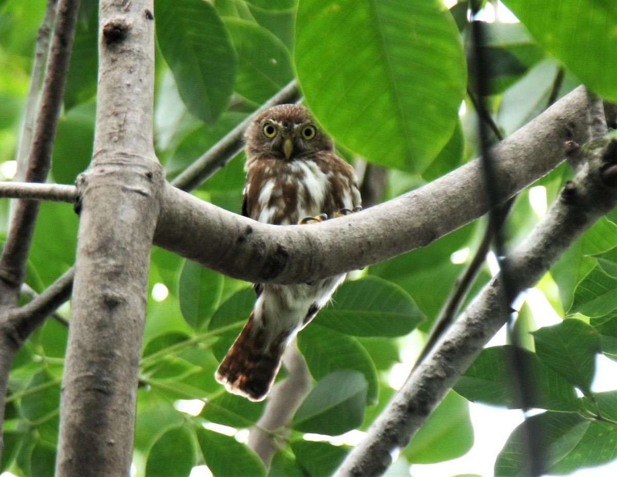 Ferruginous Pygmy-Owl - Josue  de León Lux (Birding Guide) josuedeleonlux@gmail.com +502 3068 8988
