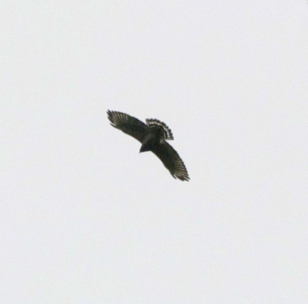Broad-winged Hawk - ML272891541