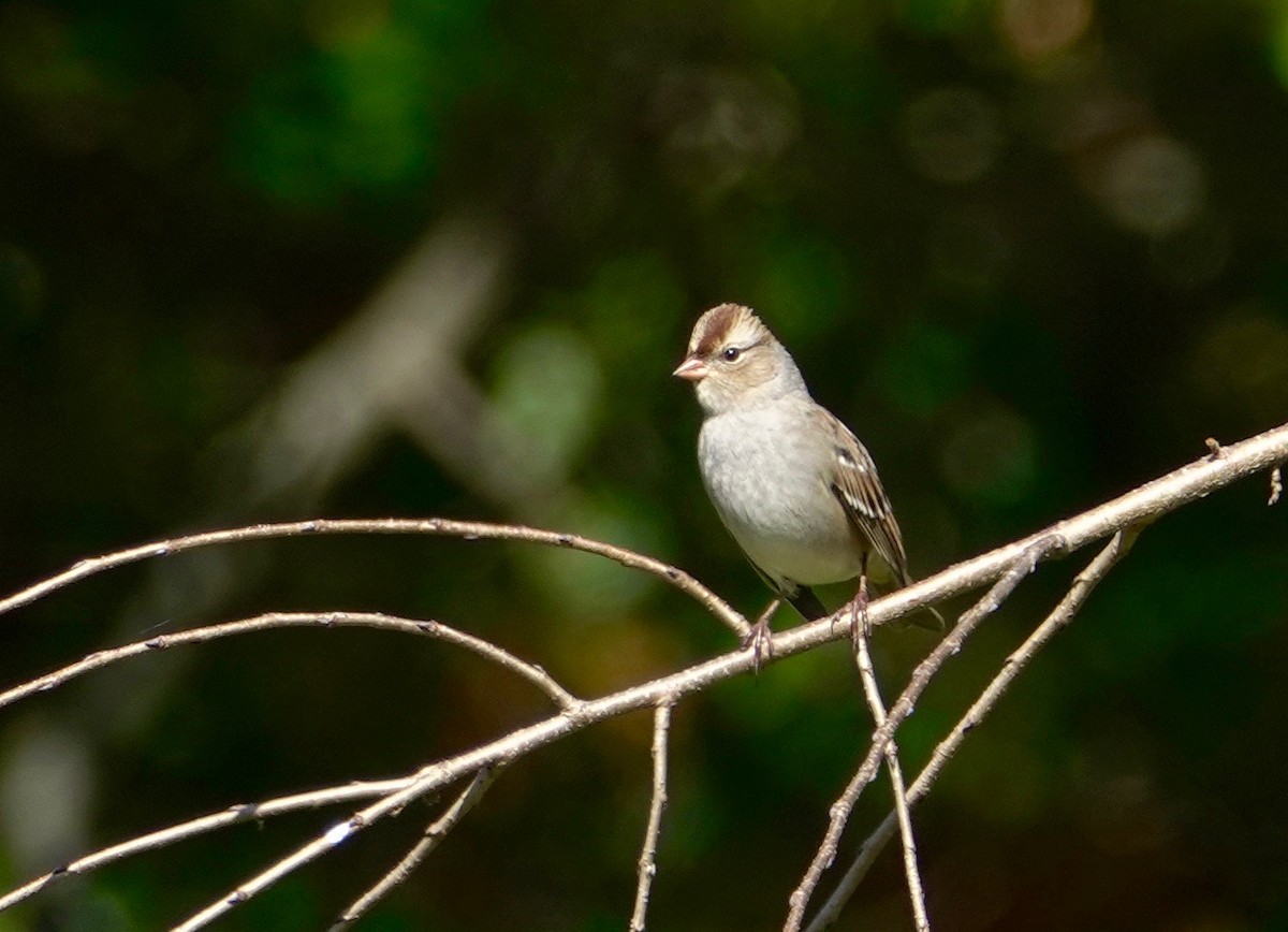 White-crowned Sparrow - ML272894041