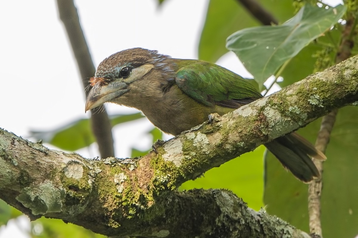 Red-vented Barbet - ML272895621