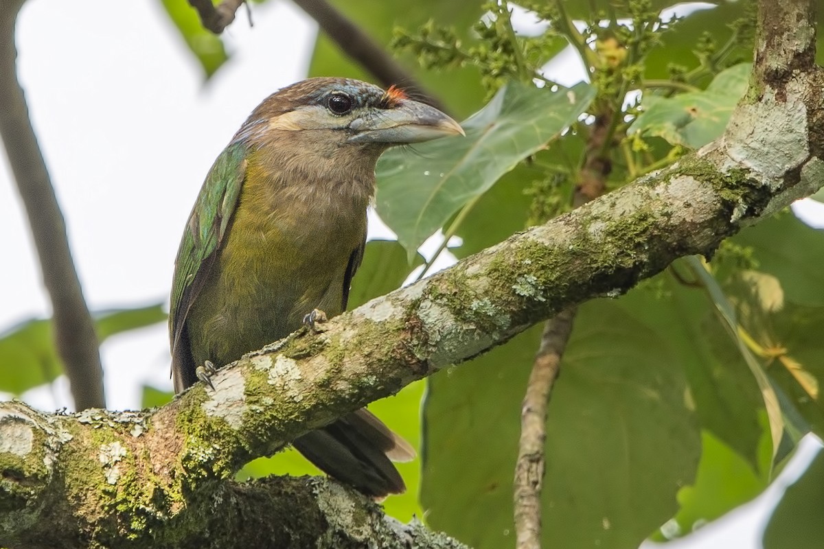 Red-vented Barbet - ML272895631