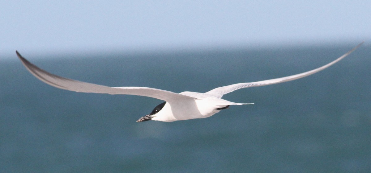 Gull-billed Tern - mitchell HARRIS