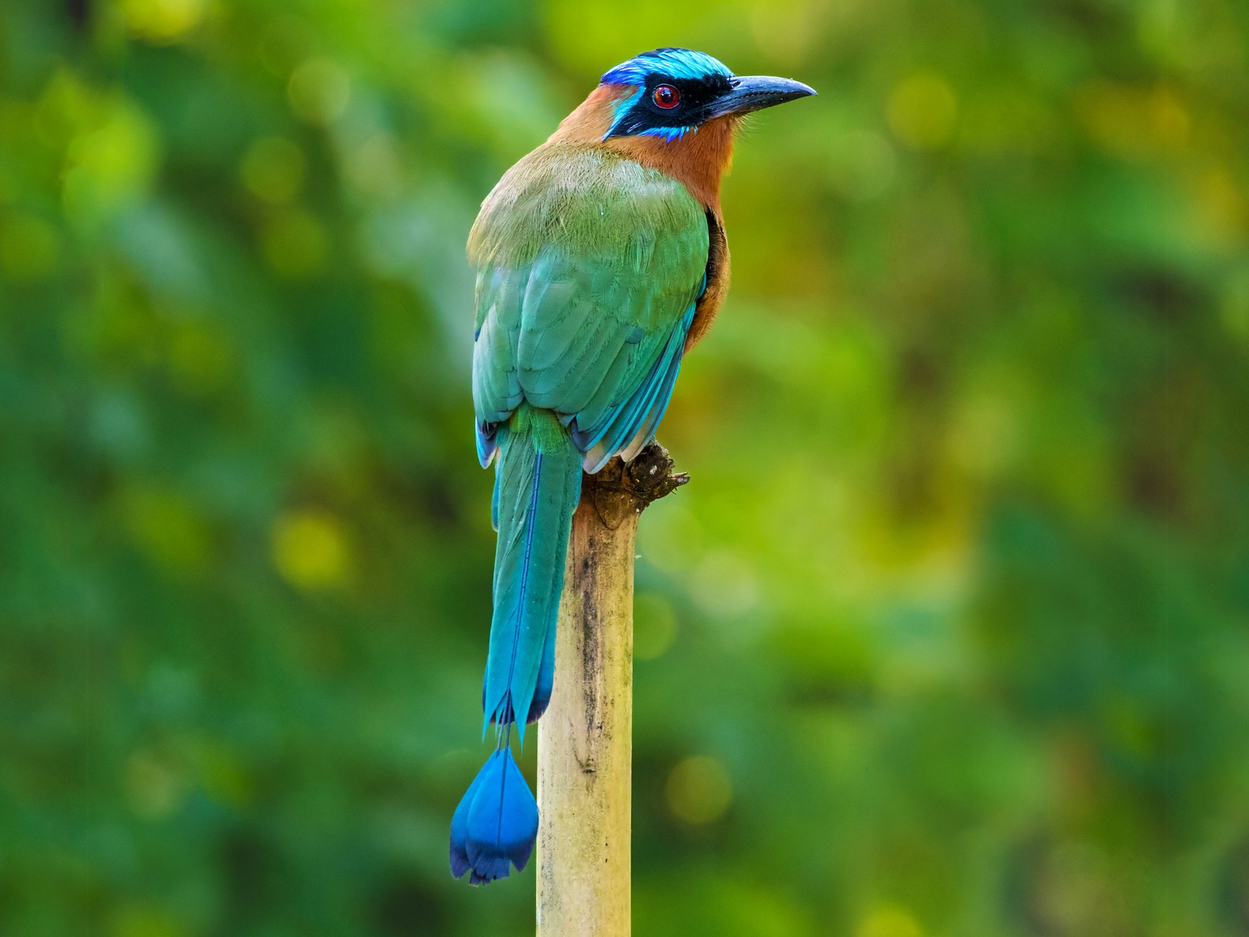 Trinidad Motmot - eBird