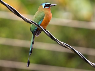 ミナミベニハチクイ - eBird