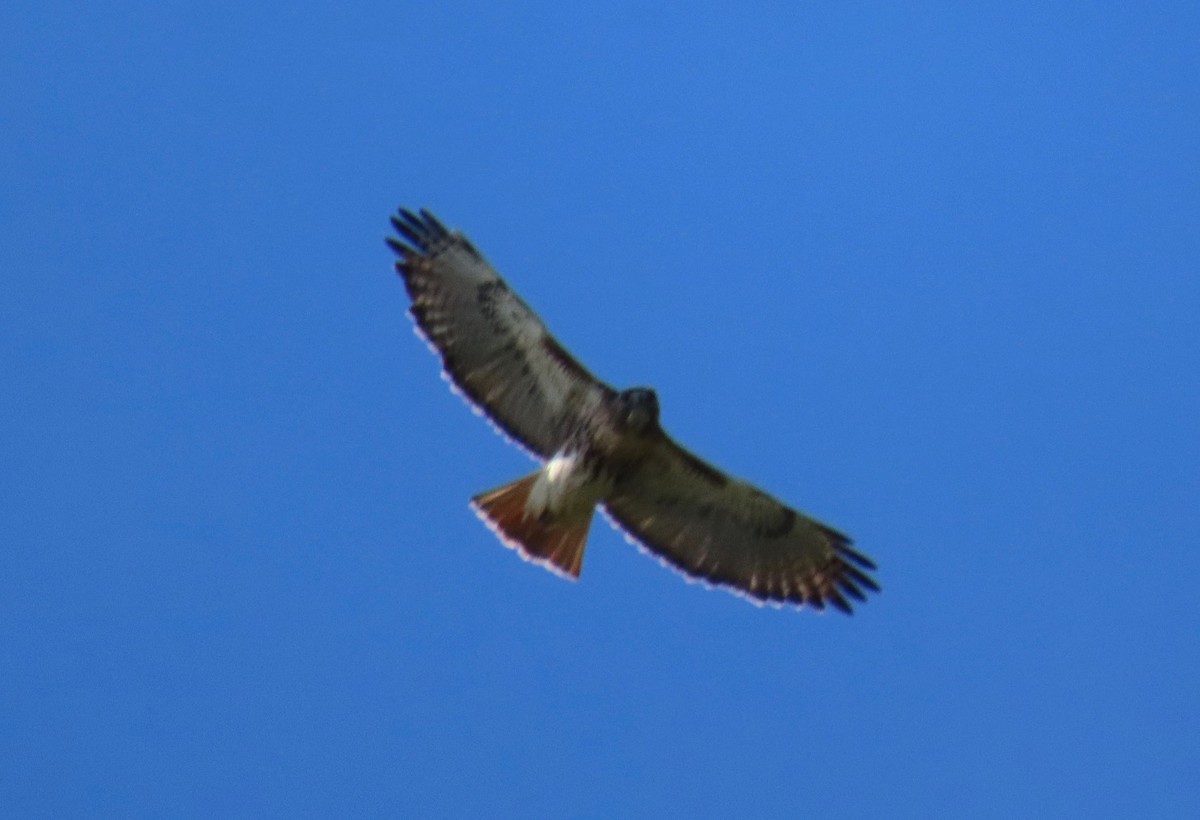 Red-tailed Hawk - ML272903521