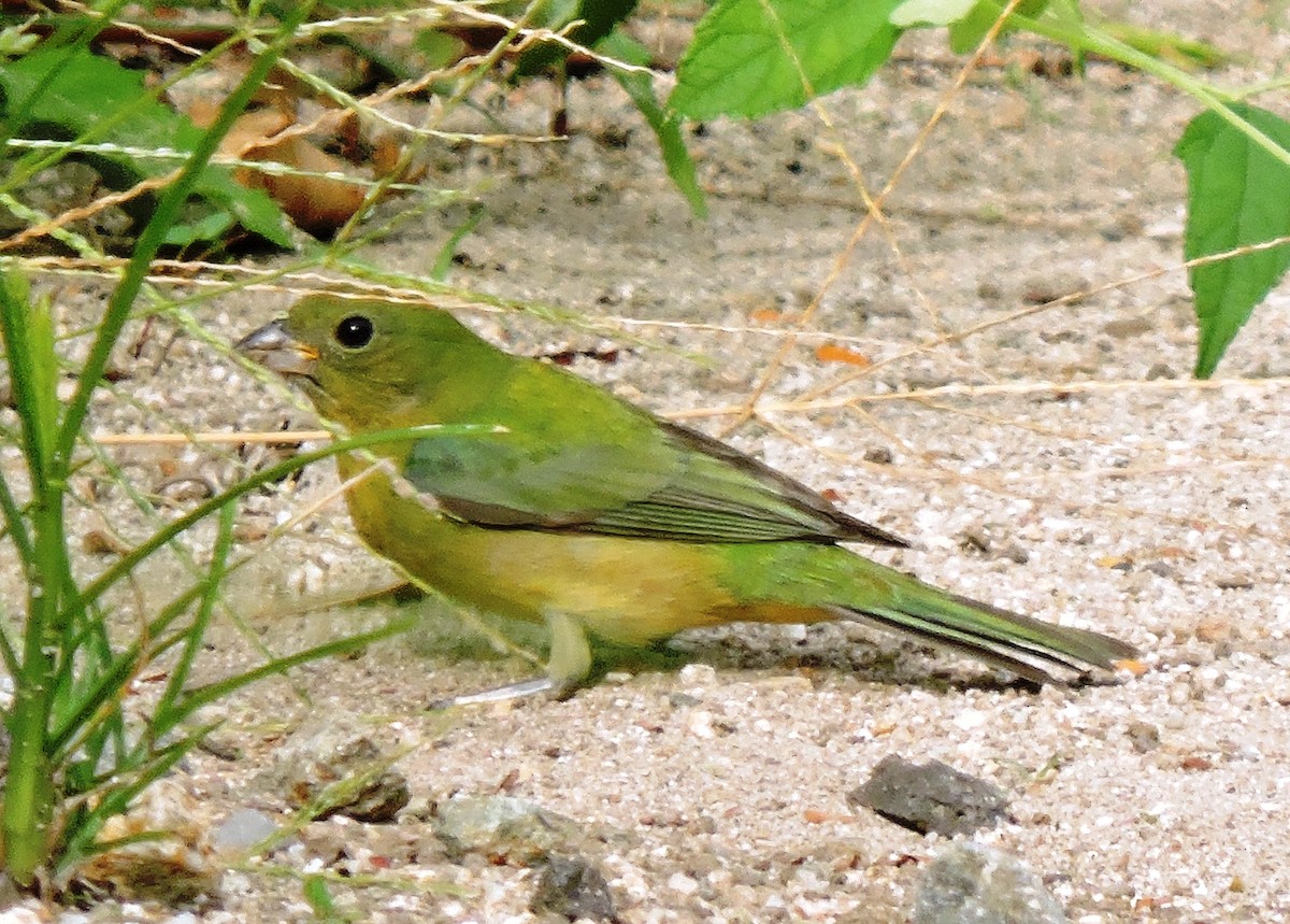 Painted Bunting - ML27291191