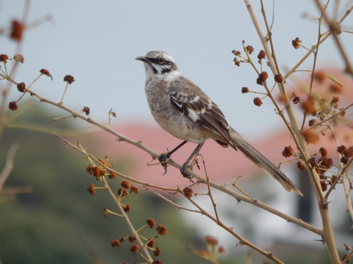 Long-tailed Mockingbird - Francisco Mariñez