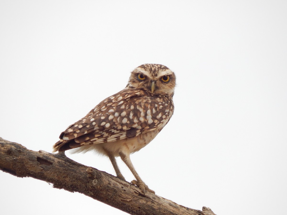 Burrowing Owl - ML272918911