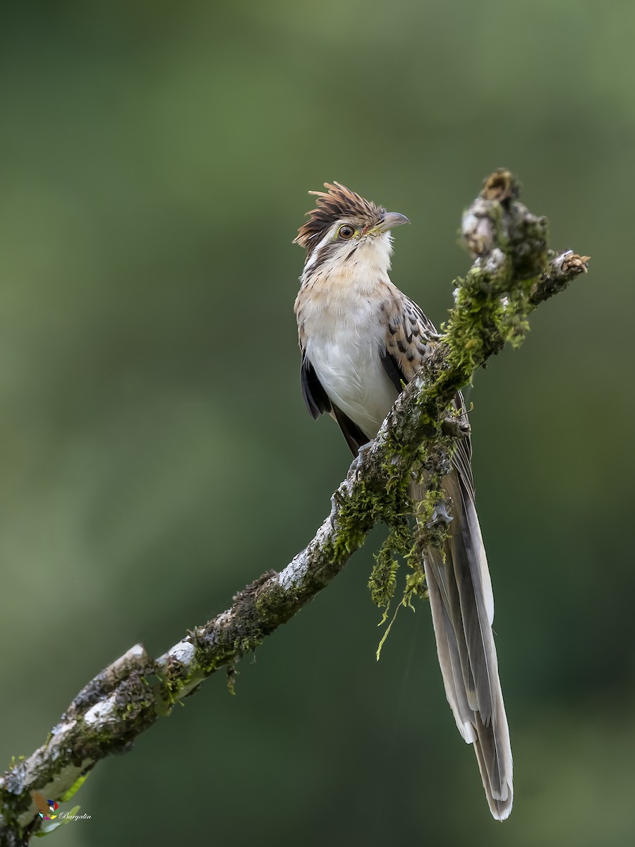 Striped Cuckoo - fernando Burgalin Sequeria