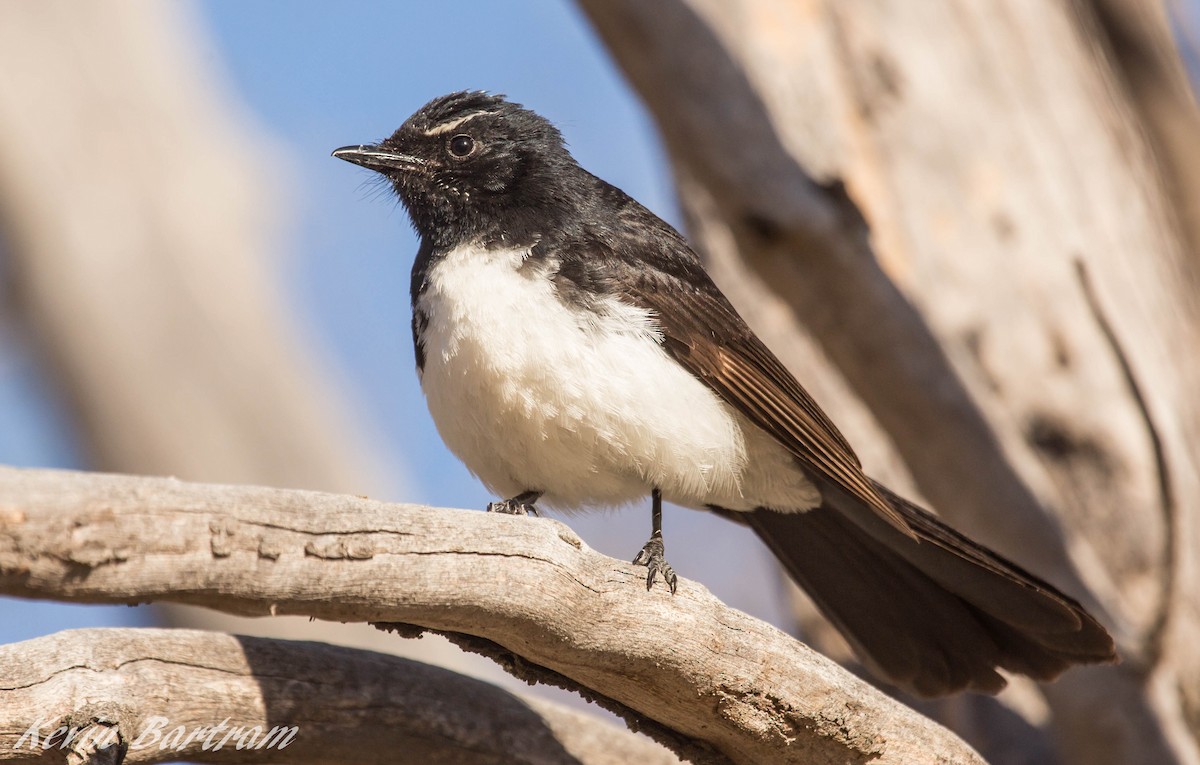 Willie-wagtail - ML272919901
