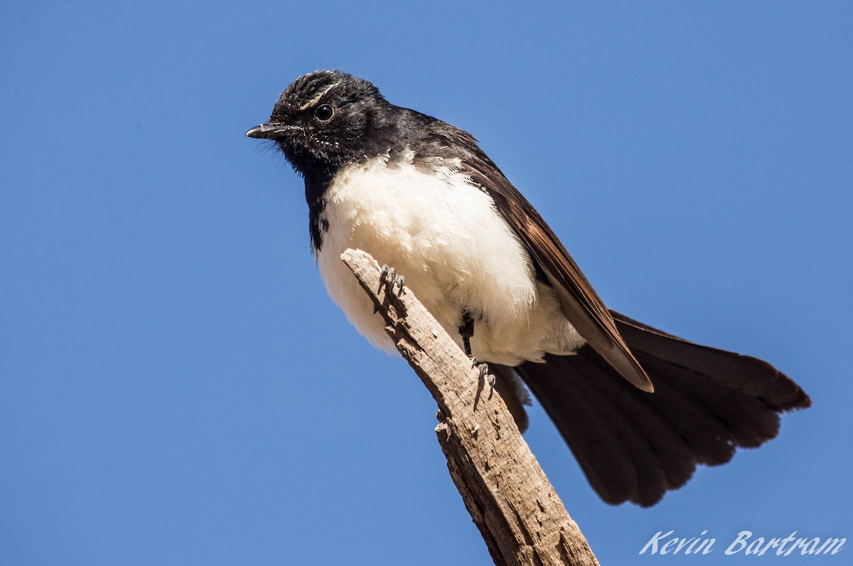 Willie-wagtail - ML272919941