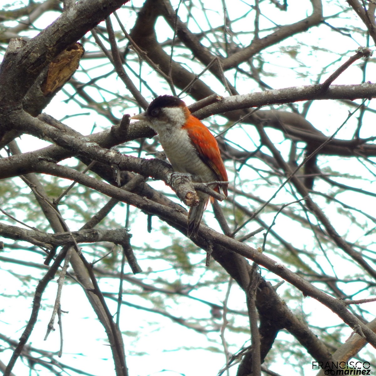 Scarlet-backed Woodpecker - ML272923801