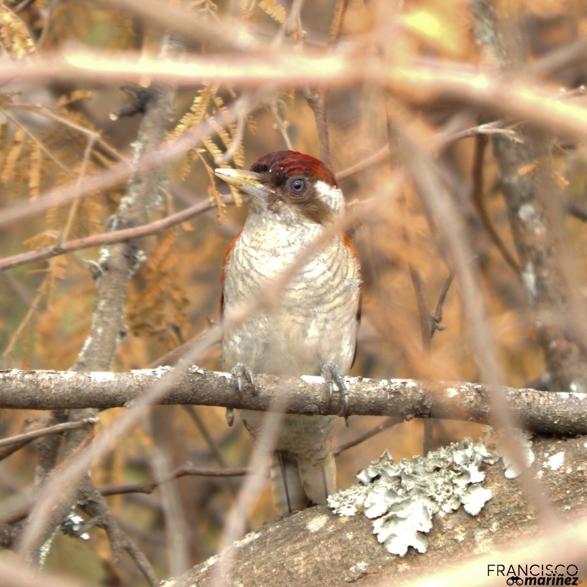 Scarlet-backed Woodpecker - ML272923821