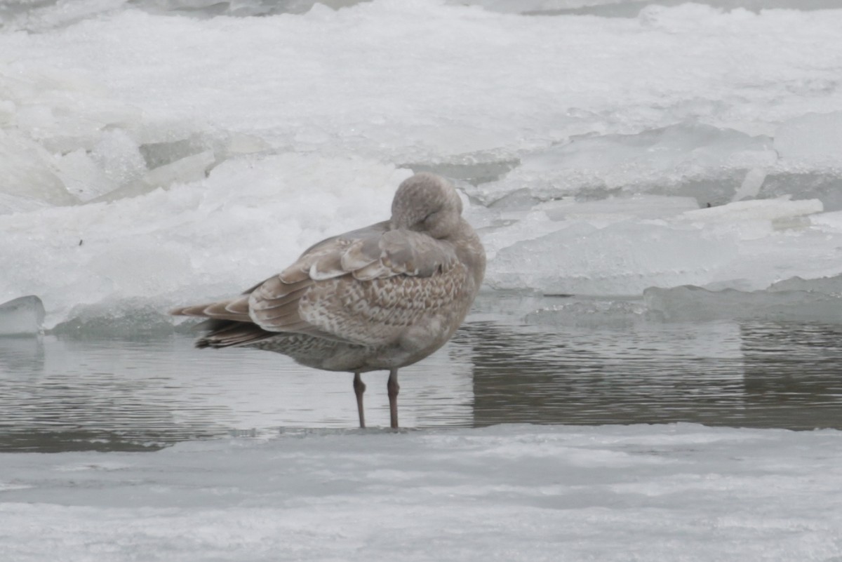 Herring x Glaucous-winged Gull (hybrid) - Cameron Eckert