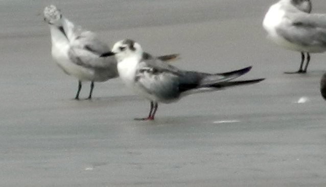 White-winged Tern - ML272926701