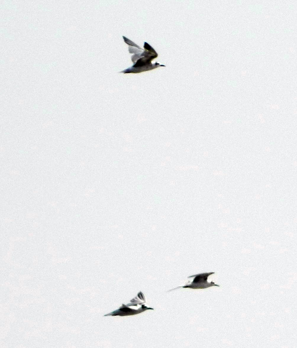 White-winged Tern - ML272926861