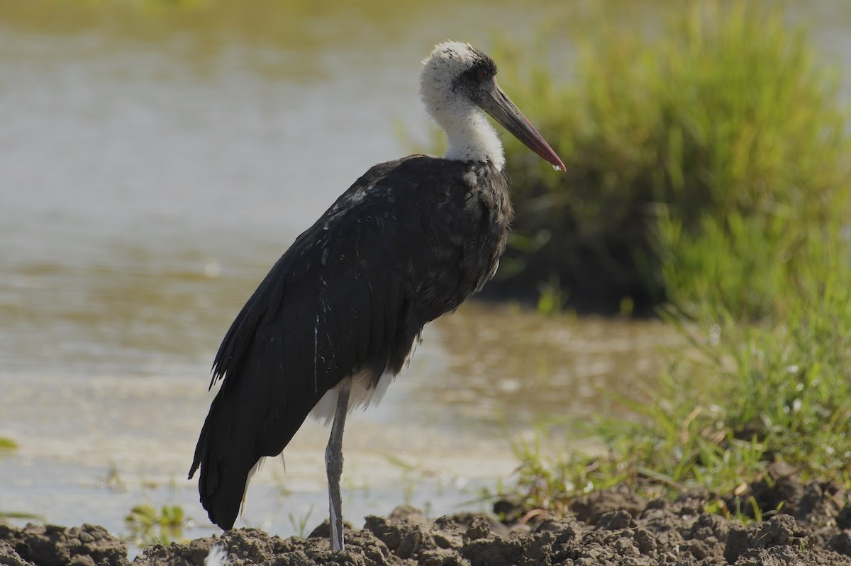 African Woolly-necked Stork - ML272940151