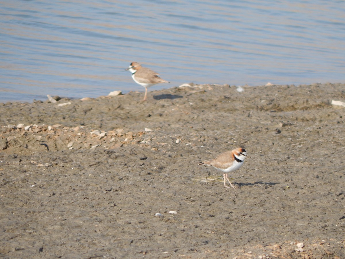 Collared Plover - ML272941071