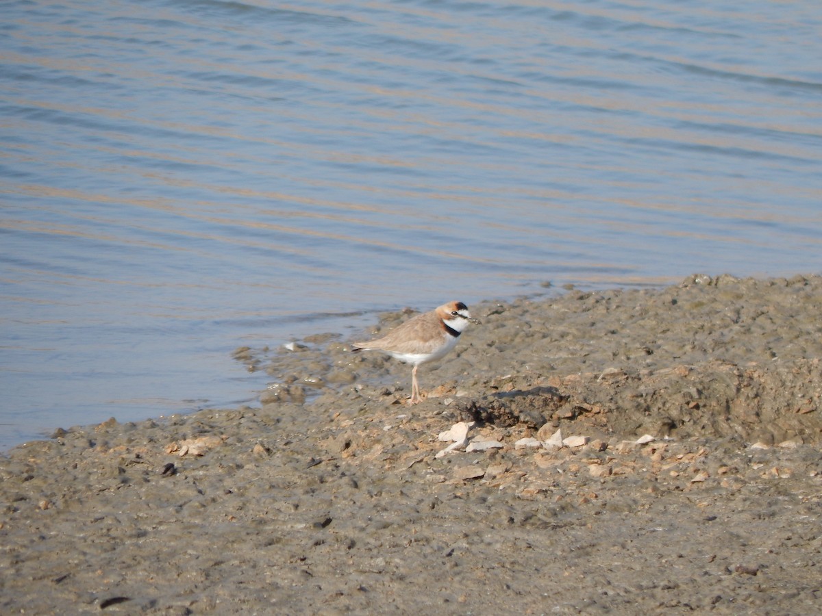 Collared Plover - ML272941351