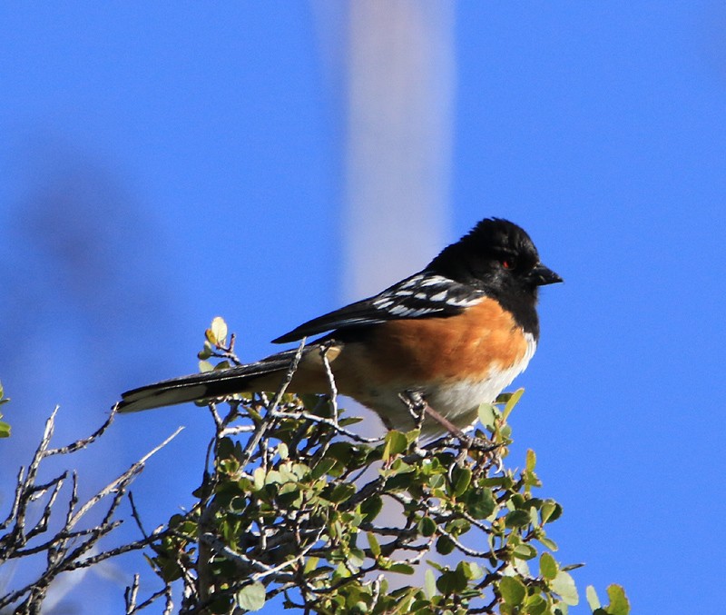 Spotted Towhee - ML27294441