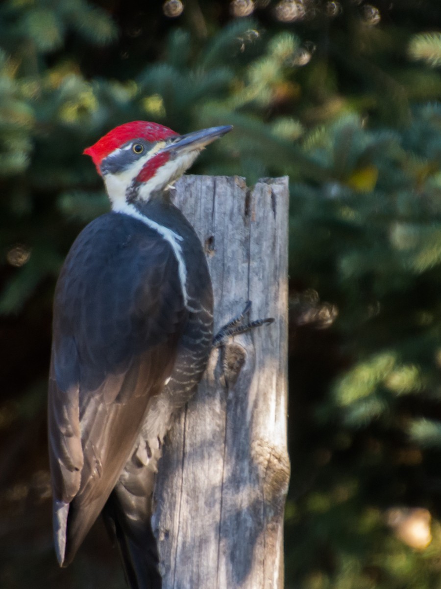 eBird Checklist - 20 Oct 2020 - 191 Fish Hatchery Road Dorion - 17 species