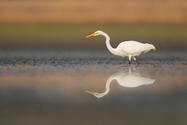 The Great Egret (Ardea alba) - The Lord Of The Wetlands