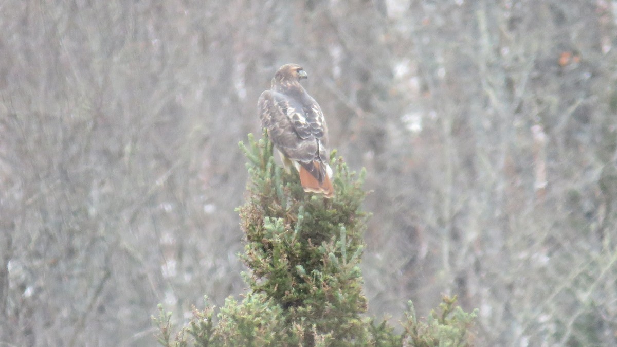 Red-tailed Hawk - ML272969501