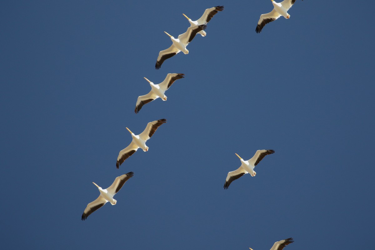 American White Pelican - Bill Lupardus