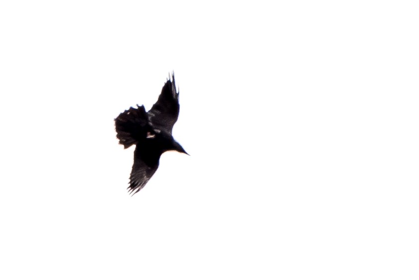 Common Raven - ML27297691