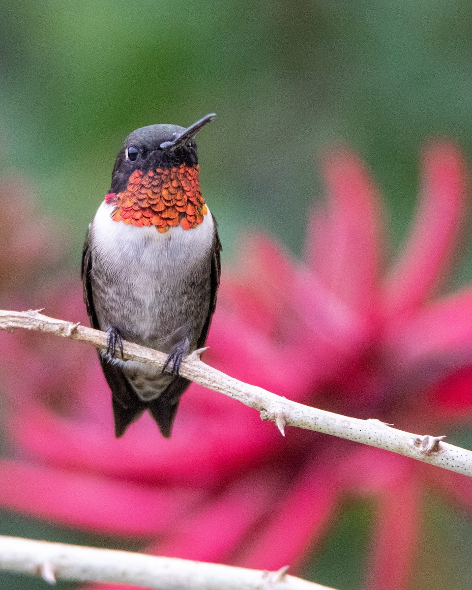 Ruby-throated Hummingbird - Tim Ludwick