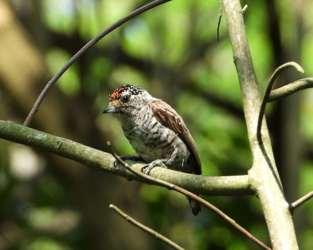 White-barred Piculet - ML272988861