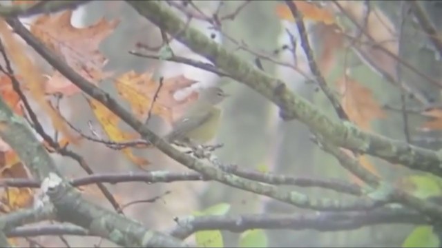 Orange-crowned Warbler (Gray-headed) - ML272988931
