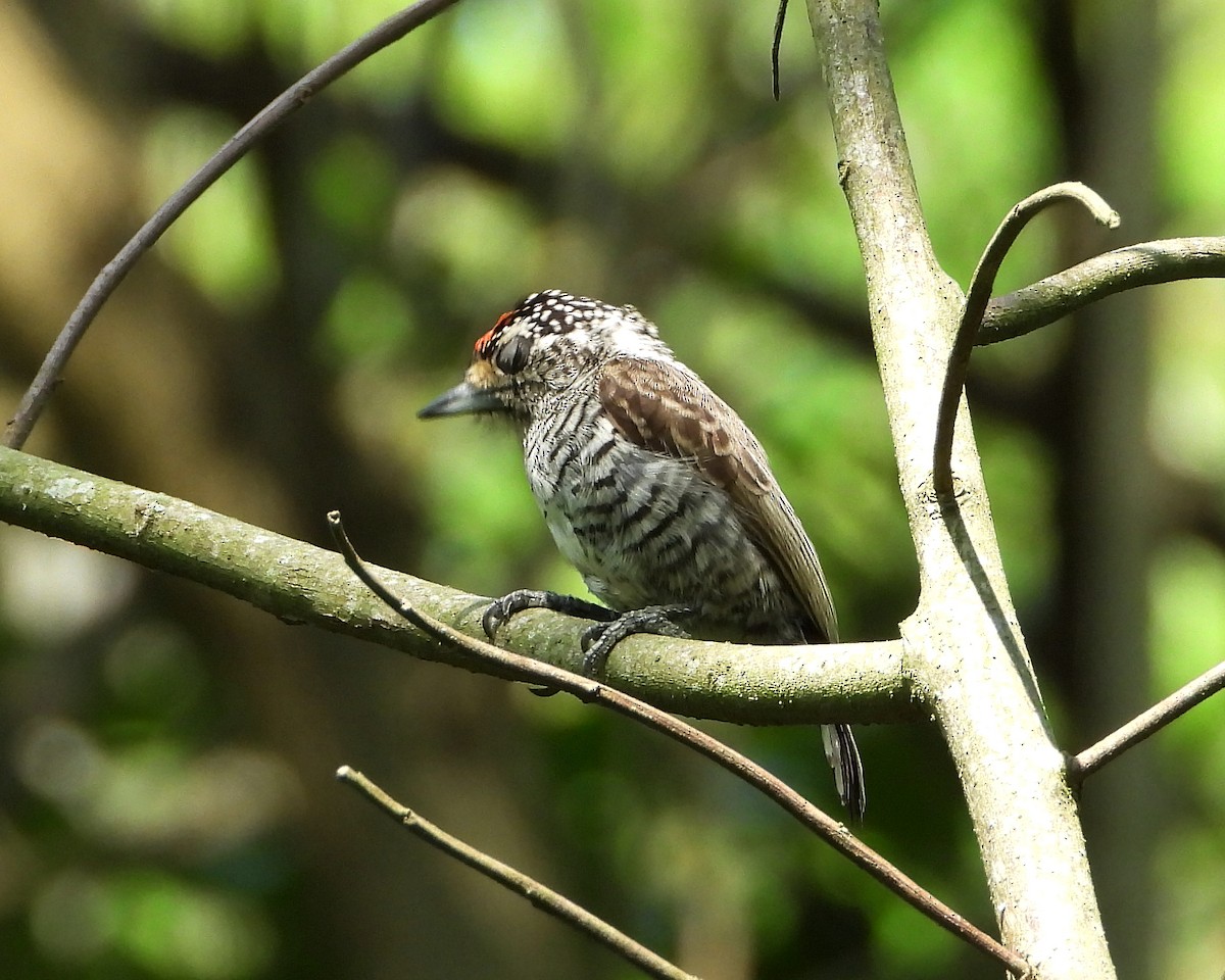 White-barred Piculet - ML272988971