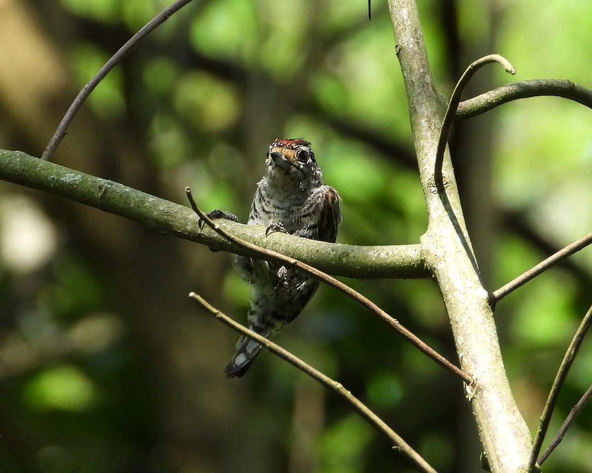 White-barred Piculet - ML272990111
