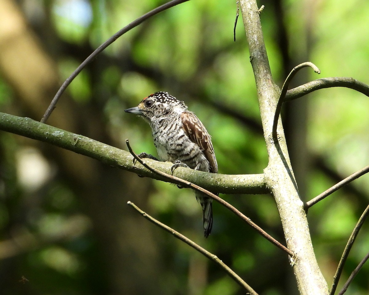 White-barred Piculet - ML272990271