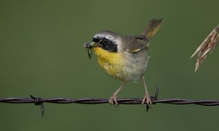  - Common Yellowthroat