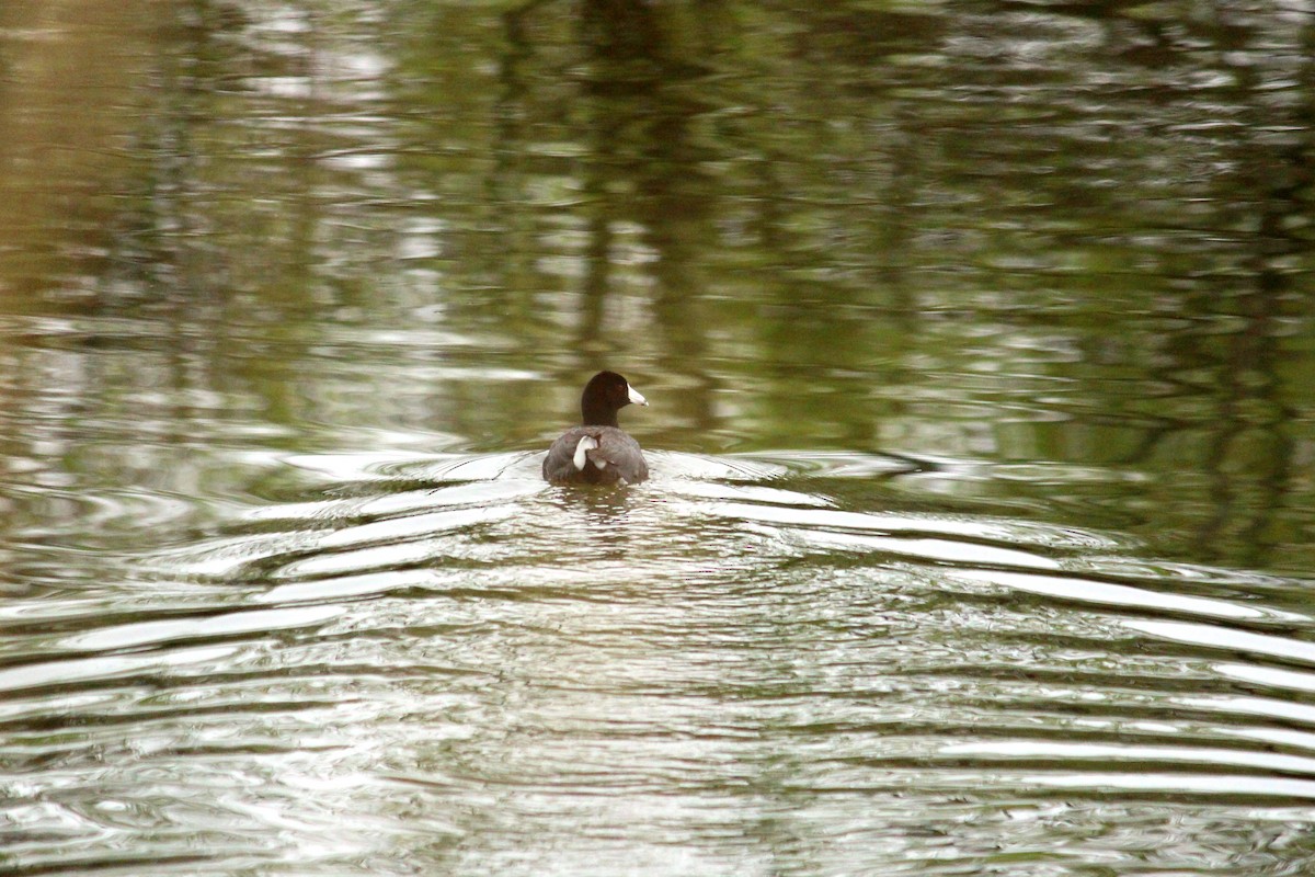 American Coot (Red-shielded) - ML27299441