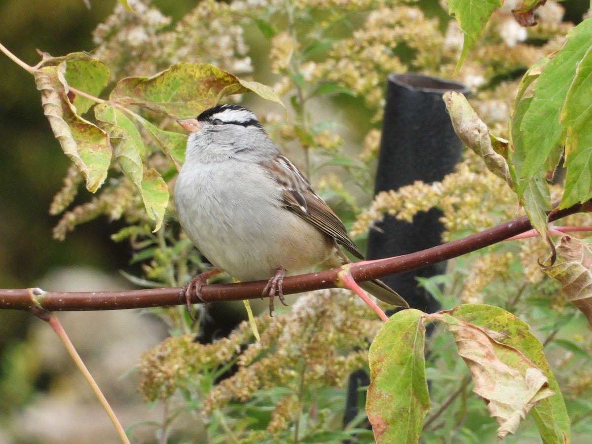 White-crowned Sparrow - ML272995941