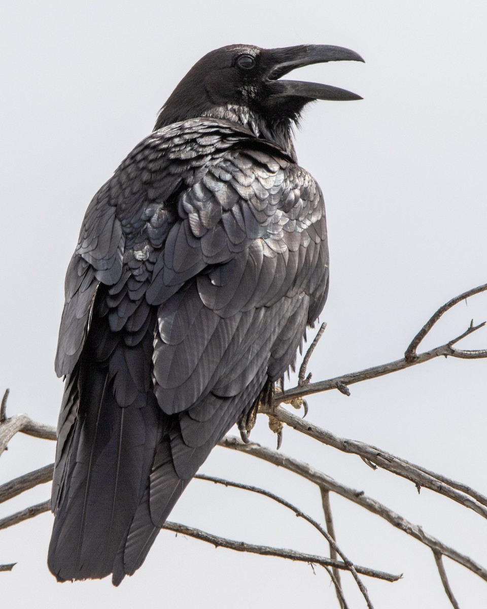 Common Raven - Tim Ludwick