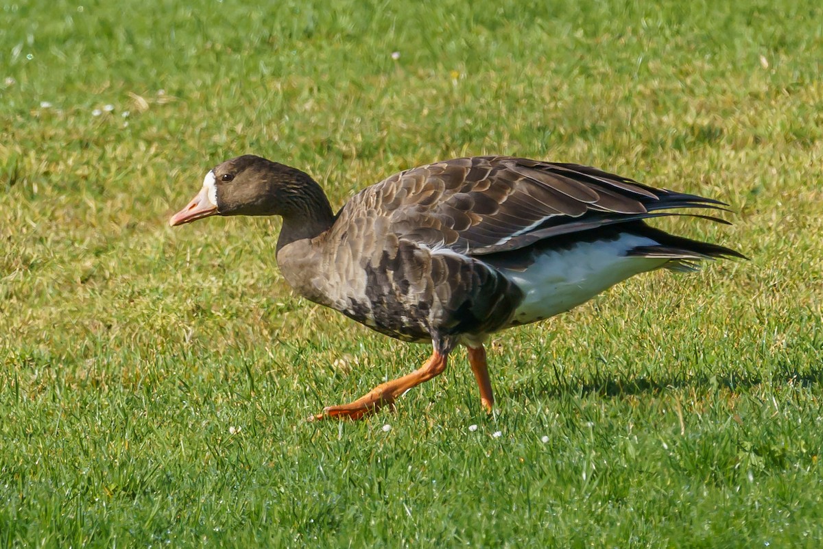 Greater White-fronted Goose (Western) - Carole Rose