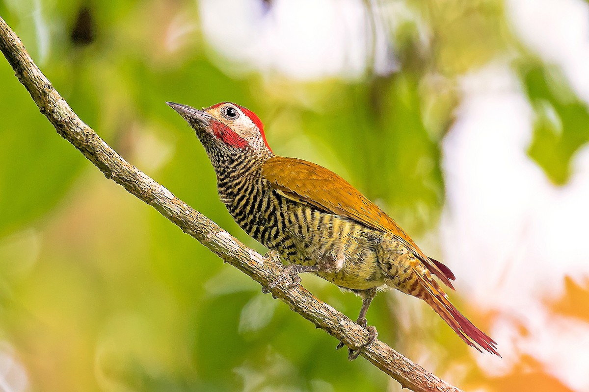 Golden-olive Woodpecker - Kamal Mahabir
