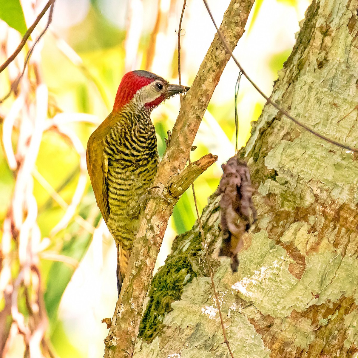 Golden-olive Woodpecker - ML27299811