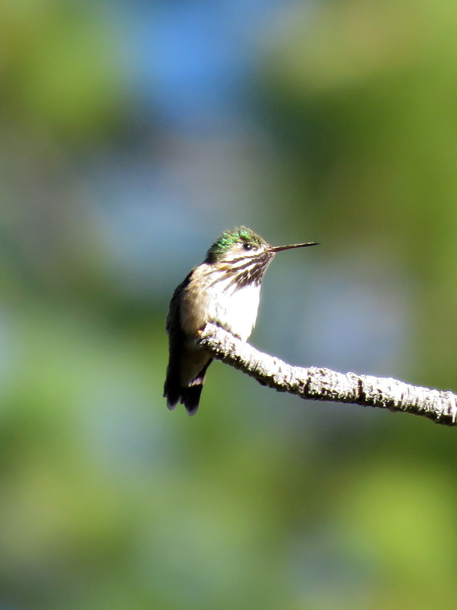 Calliope Hummingbird - ML272998701