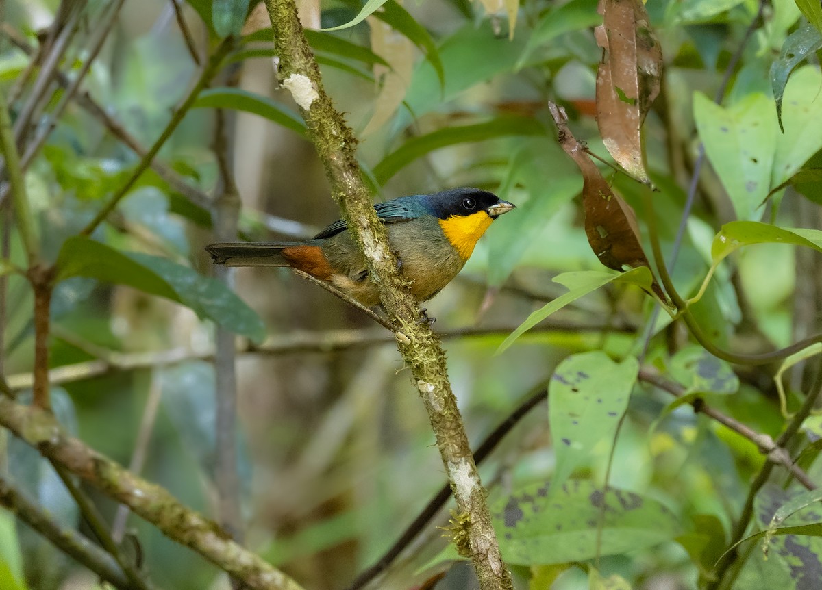 Yellow-throated Tanager - Alex Luna
