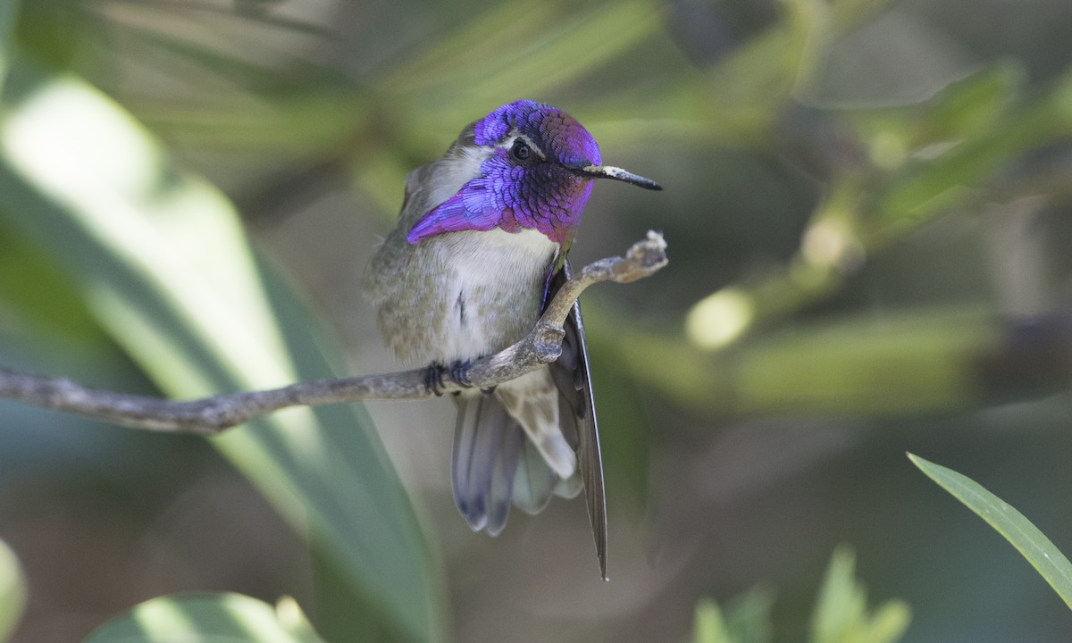 Costa's Hummingbird - ML27300091