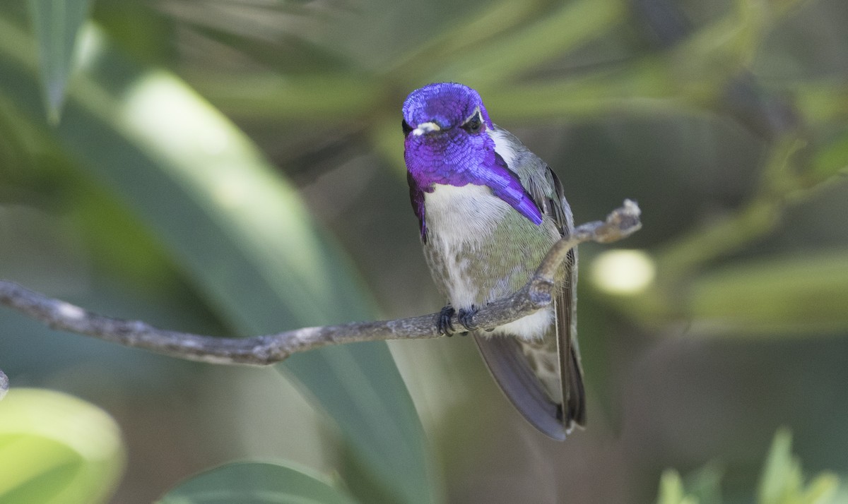 Costa's Hummingbird - ML27300201
