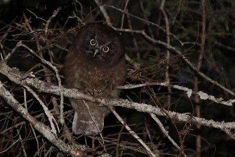 Boreal Owl - Alexandre Anctil