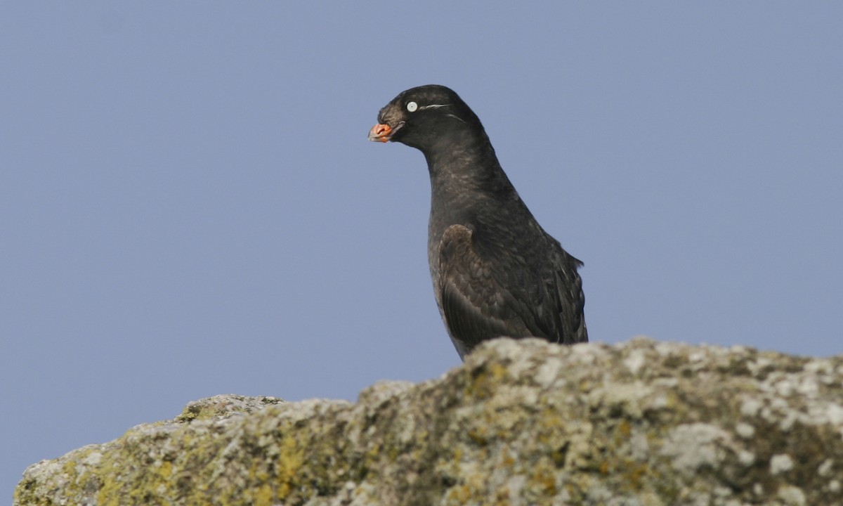 Crested Auklet - ML27300531